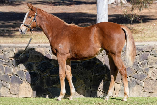 Twin Hills Stud - Great Southern Weanling Sale Lot 306