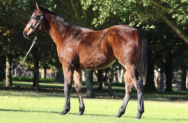 Rosemont Stud - Great Southern Weanling Sale Lot 313