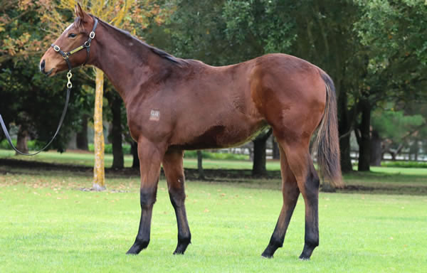 Rosemont Stud - Great Southern Weanling Sale Lot 334