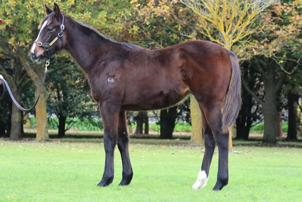 Rosemont Stud - Great Southern Weanling Sale Lot 337