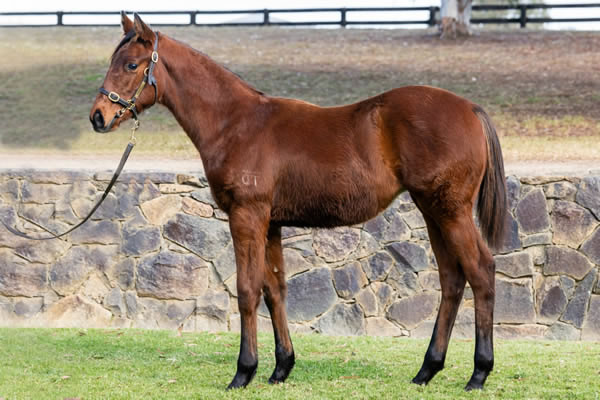Twin Hills Stud - Great Southern Weanling Sale Lot 34