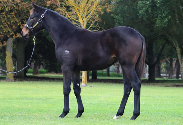 Rosemont Stud - Great Southern Weanling Sale Lot 342