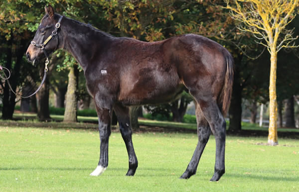 Rosemont Stud - Great Southern Weanling Sale Lot 343