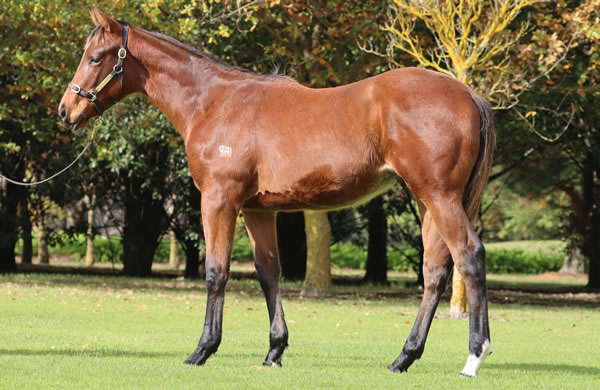 Rosemont Stud - Great Southern Weanling Sale Lot 344