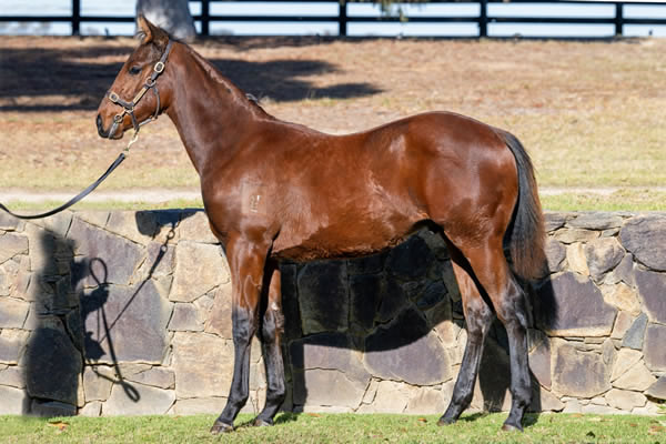 Twin Hills Stud - Great Southern Weanling Sale Lot 345