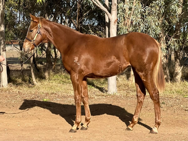 Rathmore Lodge - Great Southern Weanling Sale Lot 347