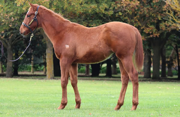 Rosemont Stud - Great Southern Weanling Sale Lot 350