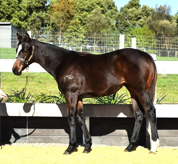 Two Bays Farm - Great Southern Weanling Sale Lot 362