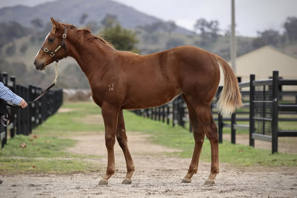 Crossley Thoroughbreds - Great Southern Weanling Sale Lot 365