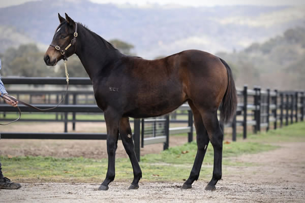Crossley Thoroughbreds - Great Southern Weanling Sale Lot 375