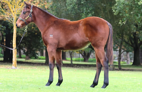 Rosemont Stud - Great Southern Weanling Sale Lot 379