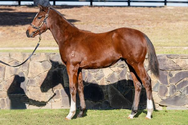 Twin Hills Stud - Great Southern Weanling Sale Lot 380