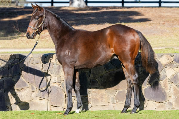 Twin Hills Stud - Great Southern Weanling Sale Lot 390