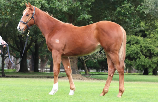Rosemont Stud - Great Southern Weanling Sale Lot 40