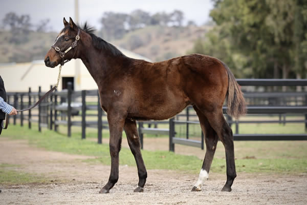 Crossley Thoroughbreds - Great Southern Weanling Sale Lot 405