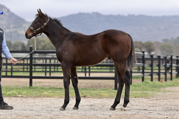 Crossley Thoroughbreds - Great Southern Weanling Sale Lot 408