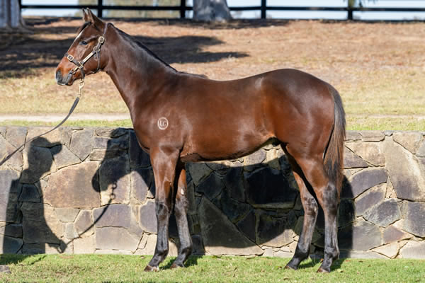 Twin Hills Stud - Great Southern Weanling Sale Lot 41