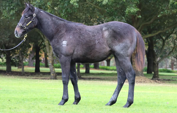 Rosemont Stud - Great Southern Weanling Sale Lot 415