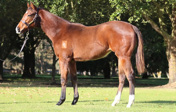 Rosemont Stud - Great Southern Weanling Sale Lot 42