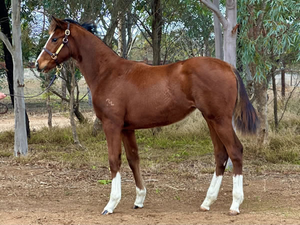 Rathmore Lodge - Great Southern Weanling Sale Lot 425