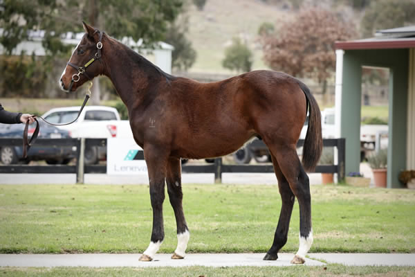 Crossley Thoroughbreds - Great Southern Weanling Sale Lot 46