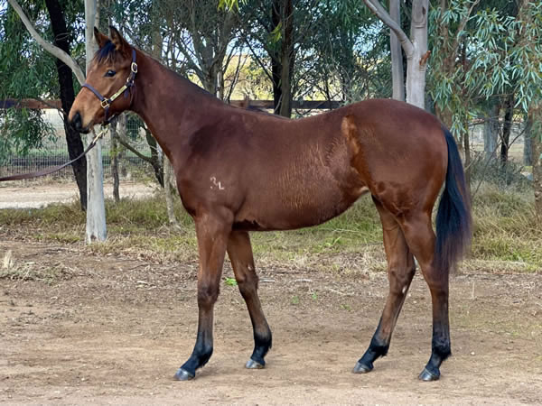 Rathmore Lodge - Great Southern Weanling Sale Lot 56