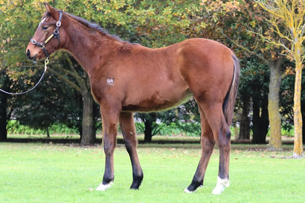 Rosemont Stud - Great Southern Weanling Sale Lot 61