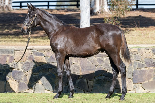 Twin Hills Stud - Great Southern Weanling Sale Lot 66