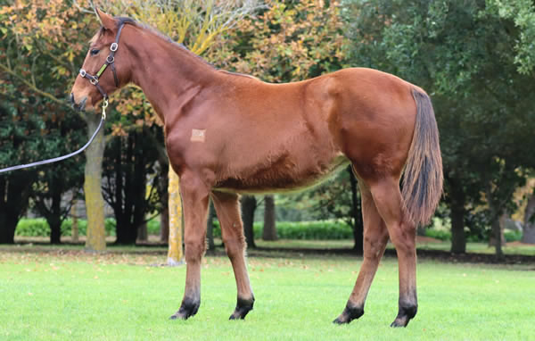 Rosemont Stud - Great Southern Weanling Sale Lot 7