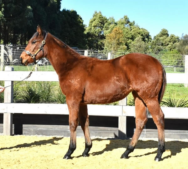 Two Bays Farm - Great Southern Weanling Sale Lot 70