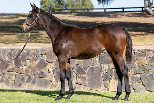 Twin Hills Stud - Great Southern Weanling Sale Lot 73