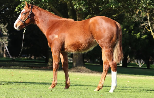 Rosemont Stud - Great Southern Weanling Sale Lot 76