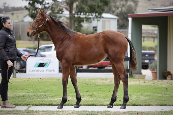 Crossley Thoroughbreds - Great Southern Weanling Sale Lot 8