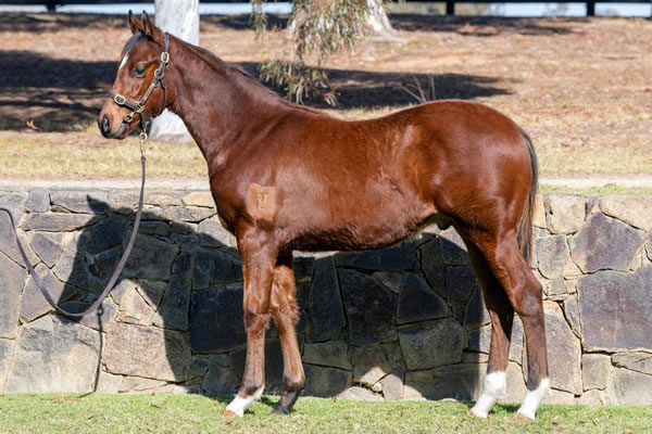 Twin Hills Stud - Great Southern Weanling Sale Lot 88