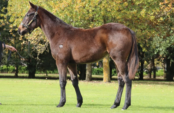 Rosemont Stud - Great Southern Weanling Sale Lot 98