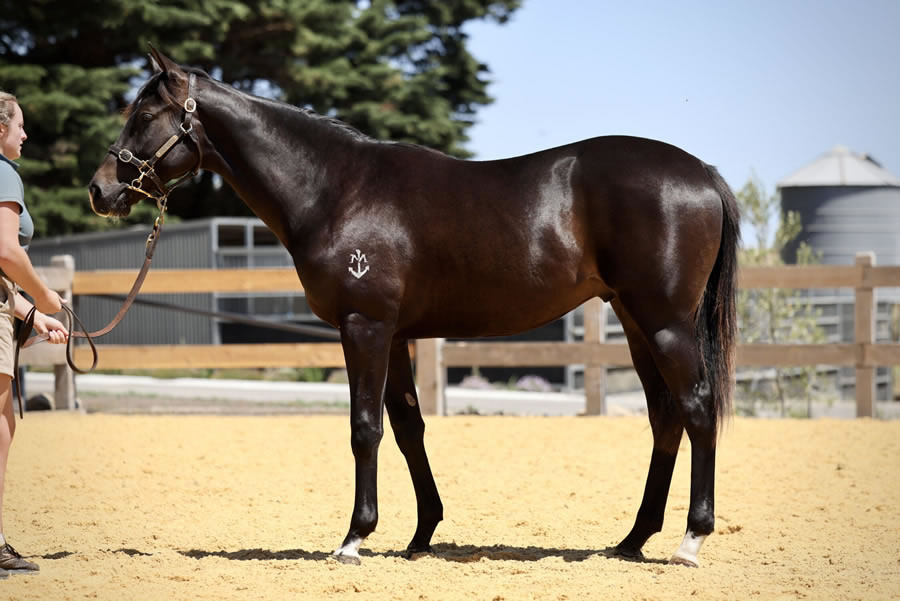 Two Bays Farm - Premier Yearling Sale Lot 44