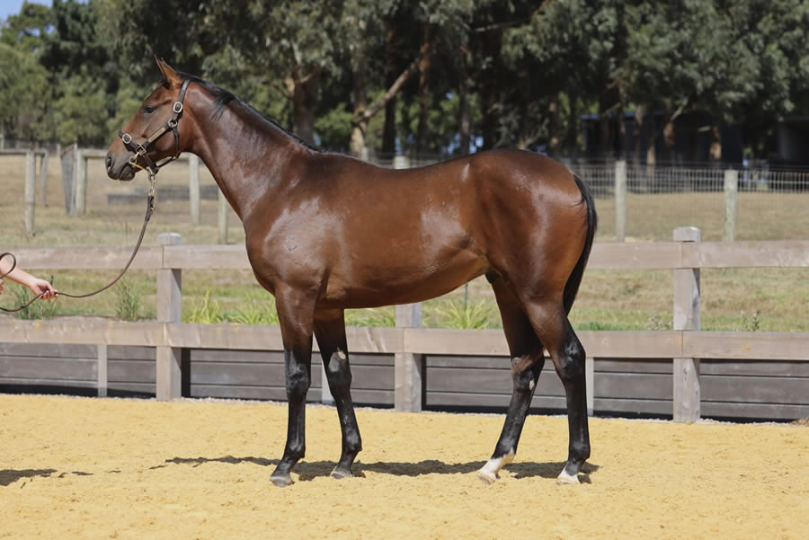 Two Bays Farm - Premier Yearling Sale Lot 555