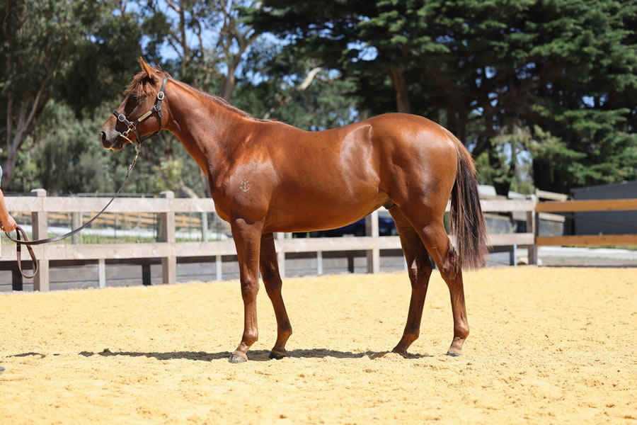 Two Bays Farm - Premier Yearling Sale Lot 66