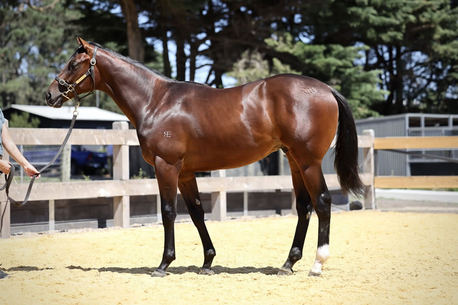 Two Bays Farm - Premier Yearling Sale Lot 762