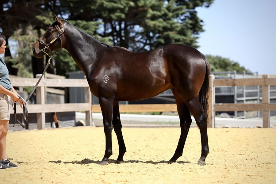 Two Bays Farm - Premier Yearling Sale Lot 787