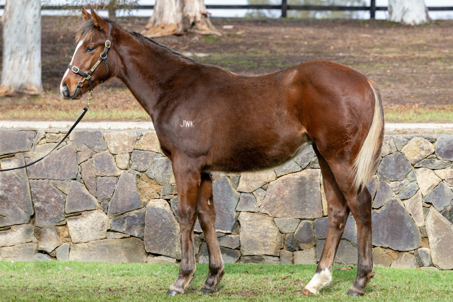 Twin Hills Stud - Great Southern Weanling Sale Lot 1