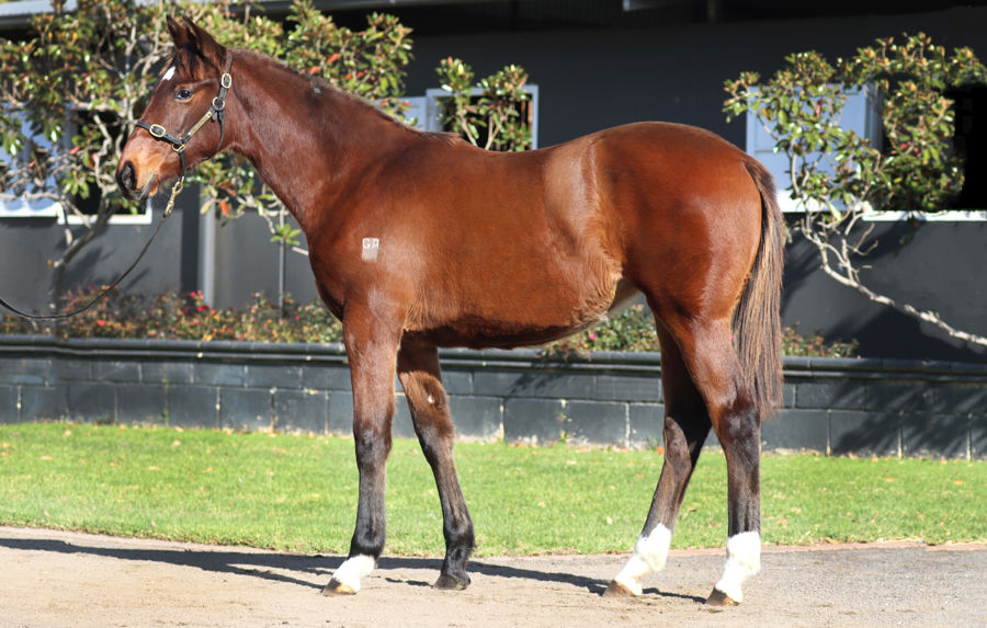 Rosemont Stud - Great Southern Weanling Sale Lot 106