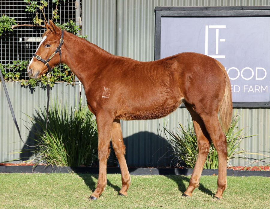 Longwood Thoroughbred Farm - Great Southern Weanling Sale Lot 109