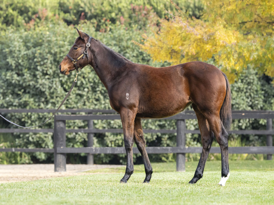 Blue Gum Farm - Great Southern Weanling Sale Lot 123