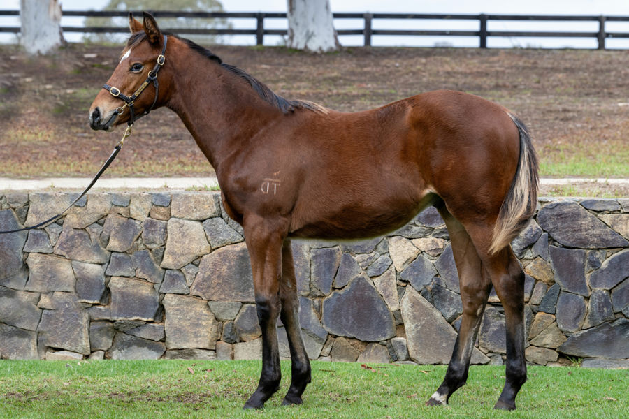 Twin Hills Stud - Great Southern Weanling Sale Lot 129