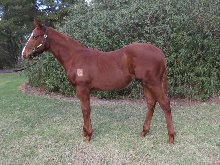 Bombora Downs - Great Southern Weanling Sale Lot 131