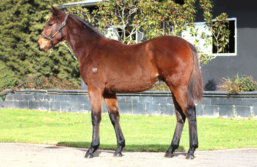 Rosemont Stud - Great Southern Weanling Sale Lot 135