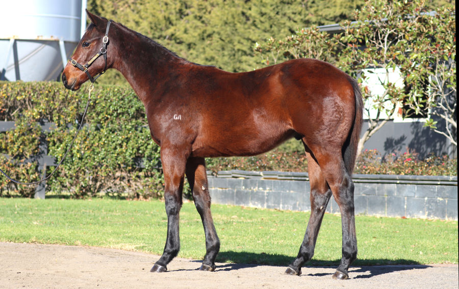 Rosemont Stud - Great Southern Weanling Sale Lot 136