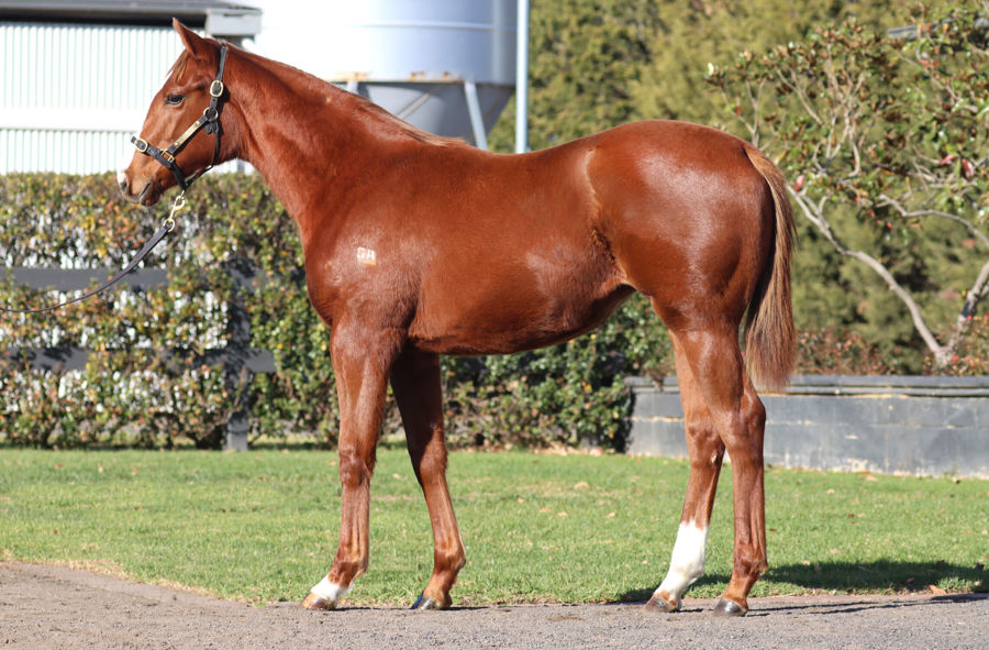Rosemont Stud - Great Southern Weanling Sale Lot 149