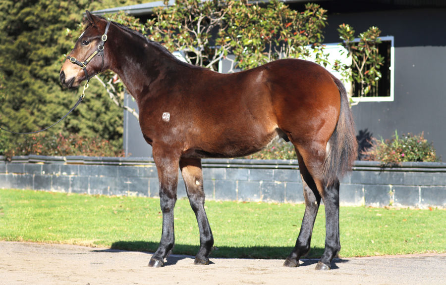 Rosemont Stud - Great Southern Weanling Sale Lot 15